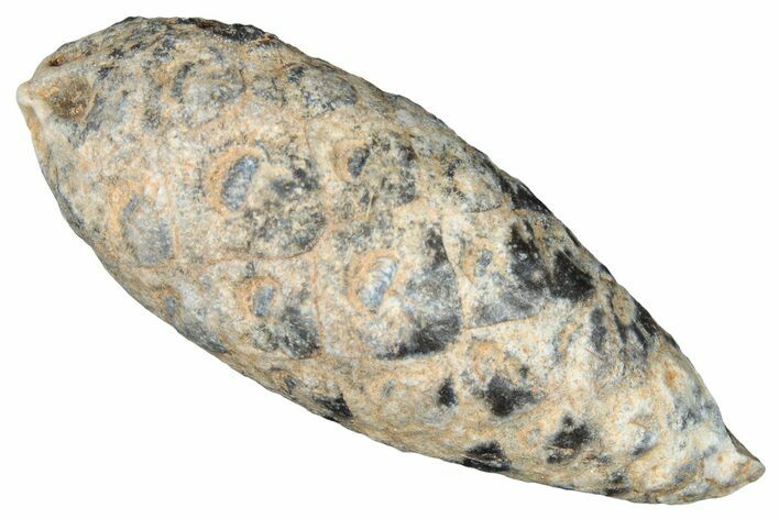 Fossil Cycadophyte Seed Cone - Boujdour, Morocco #325331